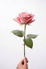 Beautiful pink rose in hand on white background. Studio shot.