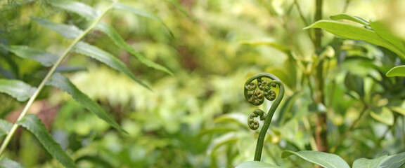 Nature background of green fern fronds and tropical plant leaves in close-up © Hi-Point
