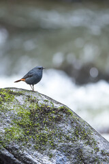 A male plumbeous water redstart perches on a rock.