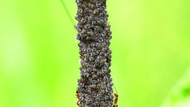 black lice and ants on a branch, macro view