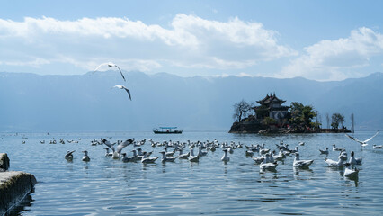 seagulls on the beach
