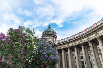 Obraz premium View of blooming lilacs and the dome of the Kazan Cathedral in St. Petersburg. Spring in St. Petersburg.
