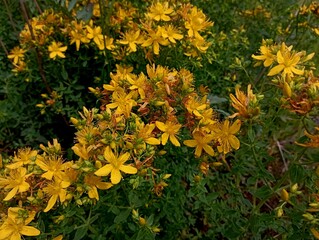 Small bright yellow flowers saturated with St. John's wort. Texture of wild yellow flowers in a...