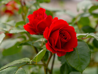 red roses in natural environment in full bloom, flower close up