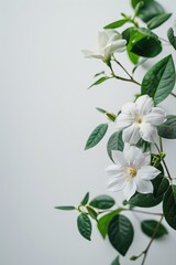 Obraz premium flower Photography, Jasminum carolinianum, copy space on right, Isolated on white Background