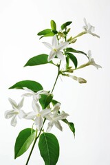flower Photography, Jasminum carolinianum, copy space on right, Isolated on white Background