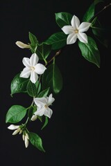 Obraz premium flower Photography, Jasminum carolinianum, copy space on right, Isolated on black Background