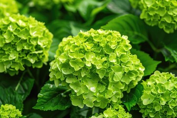 Green Flowers. Closeup of Blooming Hydrangea Lime Green in Summer Garden - Powered by Adobe