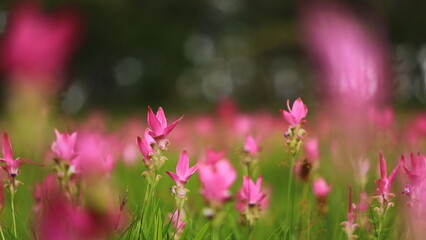 Public attractions Thung Bua Sawan (Thung Dok Krachieo) at Sai Thong National Park Chaiyaphum Thailand 
