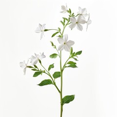 flower Photography, Jasminum polyanthum, Close up view, Isolated on white Background