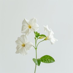 flower Photography, Jasminum polyanthum, Close up view, Isolated on white Background