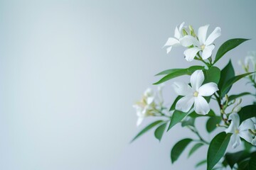flower Photography, Jasminum polyanthum, copy space on right, Isolated on white Background