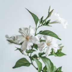 Fototapeta premium flower Photography, Jasminum sambac, Close up view, Isolated on white Background