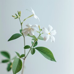 Fototapeta premium flower Photography, Jasminum sambac, Close up view, Isolated on white Background
