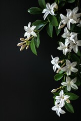 flower Photography, Jasminum sambac, copy space on right, Isolated on black Background