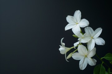 flower Photography, Jasminum sambac, full view object, copy space on right, Isolated on Black Background