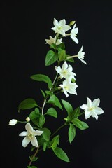 flower Photography, Jasminum sambac, copy space on right, Isolated on black Background