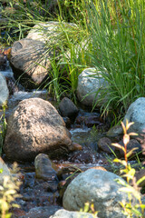 A stream in the forest