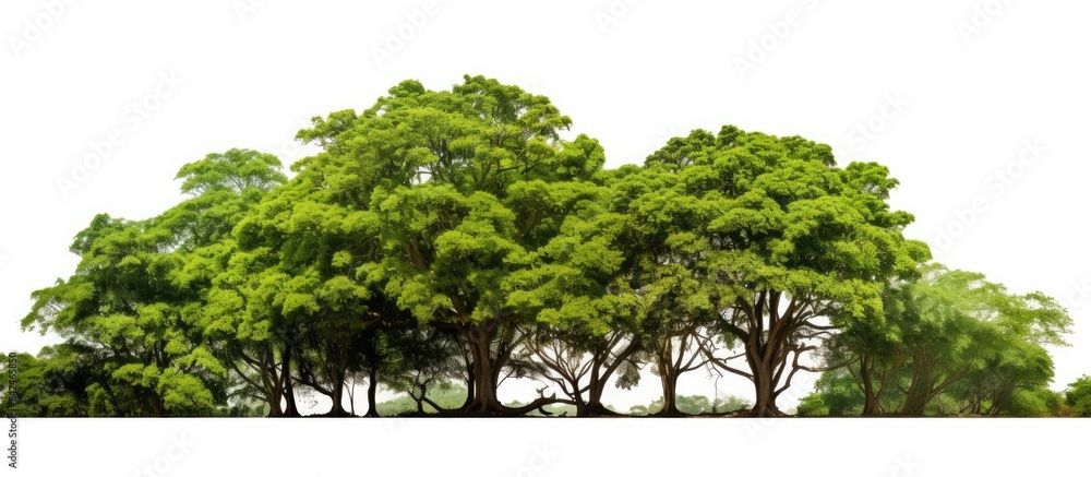 Poster tropical trees with lush green foliage on a white background make an ideal choice for architectural 