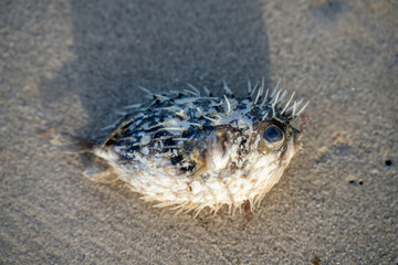 dead fish washed up on a beach a leather fish and puffer fish in australia after a storm and...