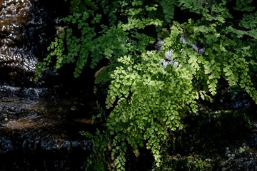 Detail of the fern leaf in the garden