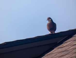 pigeon on the roof