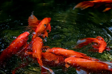 The goldenfish in the pond