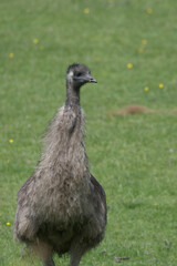 An emu in a field