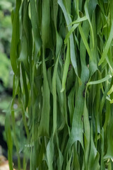 Detail of the fern leaf in the garden