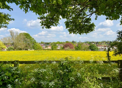 A meadow full of bright yellow buttercups on a spring day near the village of Thaxted, Essex, UK. 