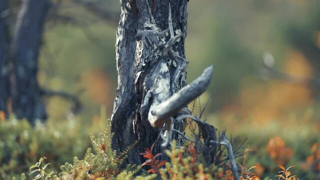 An old decaying twisted trunk of the pine tree on the moss-covered ground. Parallax shot, bokeh background.
