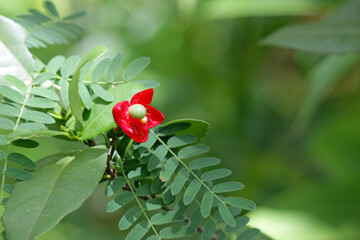 A beautiful small red flower (ochna serrulata) growing on a tropical tree in a garden southeast Asia