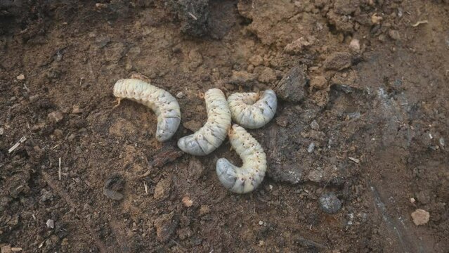 Cockchafer larva. Its other names Melolontha melolontha, white grub, Cockchafer beetle, may bug worm and may beetle. It is &nbsp;an insect of the order Coleoptera. 