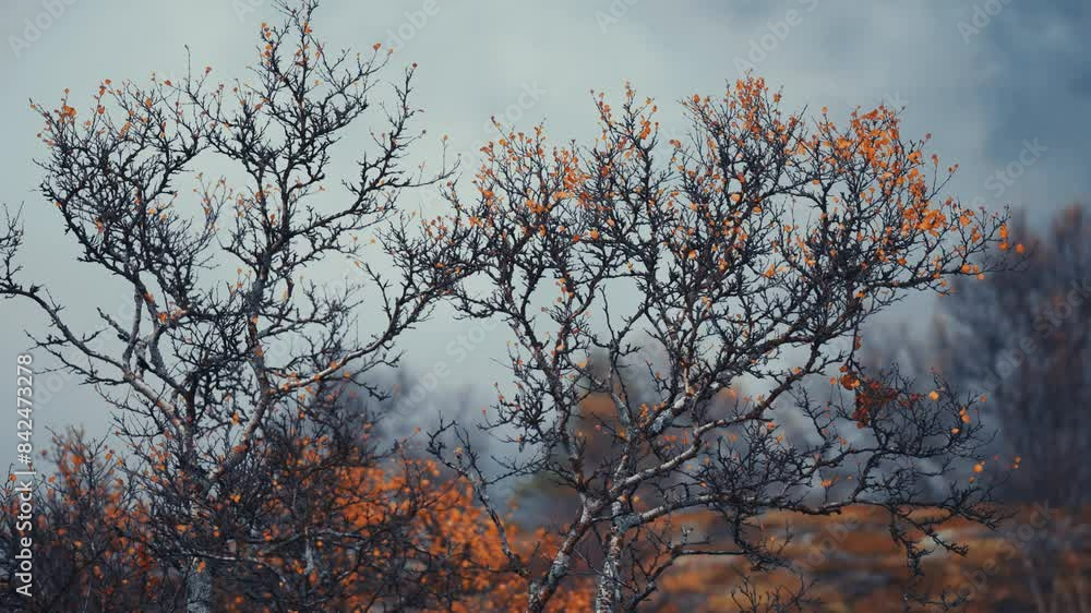 Poster last autumn leaves on the dark withered branches of the birch trees in the autumn tundra. parallax v