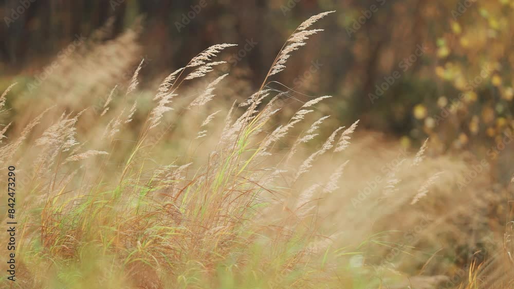 Poster ears of dry grass sway in the wind. parallax shot, bokeh background.