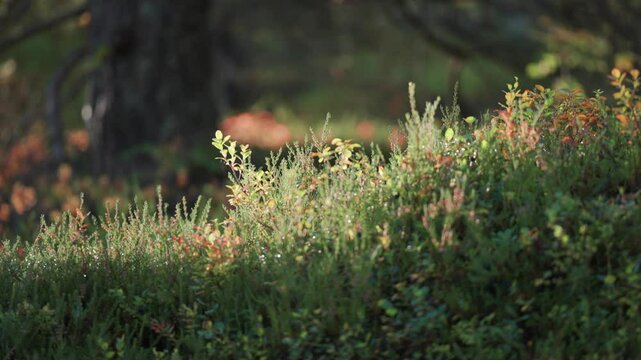 Lush green forest undergrowth lit by the morning sun. Parallax video, bokeh background.