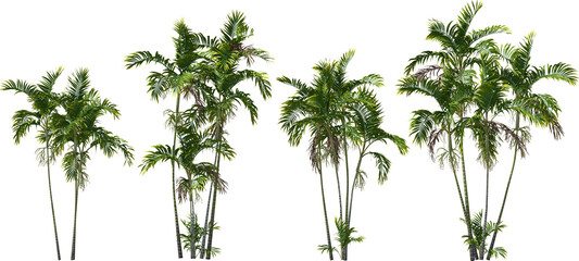 macarthur palm trees hq arch viz cutout plants