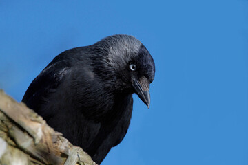 A Jackdaw