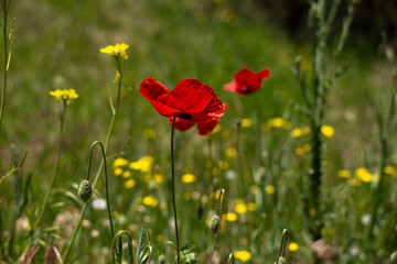 poppy, field, flower, red, nature, summer, flowers, meadow, spring, poppies, plant, bloom, blossom, beauty, grass, garden, flora, rural, tulip, season, wild, landscape, sun, sky, beautiful
