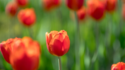 Obraz premium lots of beautiful red tulips, spring natural background