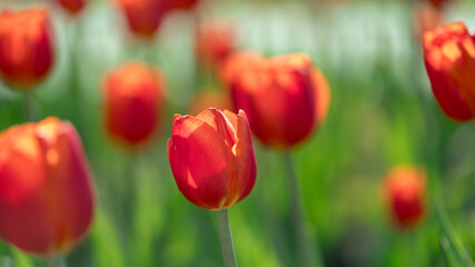 Obraz premium lots of beautiful red tulips, spring natural background
