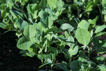 Close up of small sweet pea seedling growing in garden bed