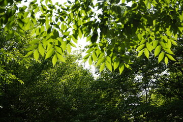 green leaves are beautiful