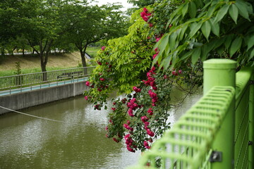 The park is full of flowers and leaves.