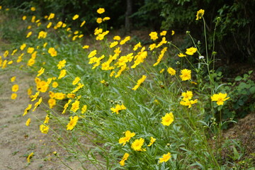 The park is full of flowers and leaves.