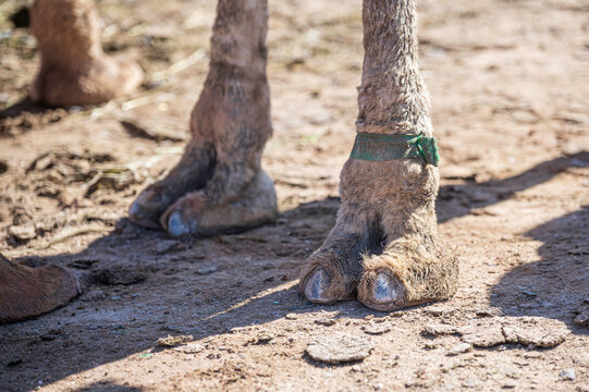 Hooves on the paws of a camel, close-up. A Camel's Toe