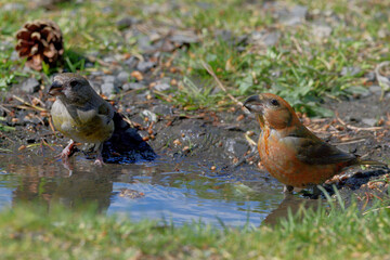 A Male and Female Crossbill Drinking from a Puddle