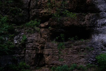 Plants in an old mountain forest in the early morning. Background with texture.