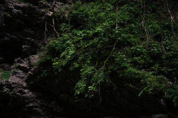 Plants in an old mountain forest in the early morning. Background with texture.