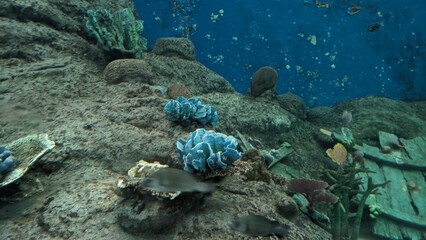 Fish floating in the water. Fish swimming in the water.